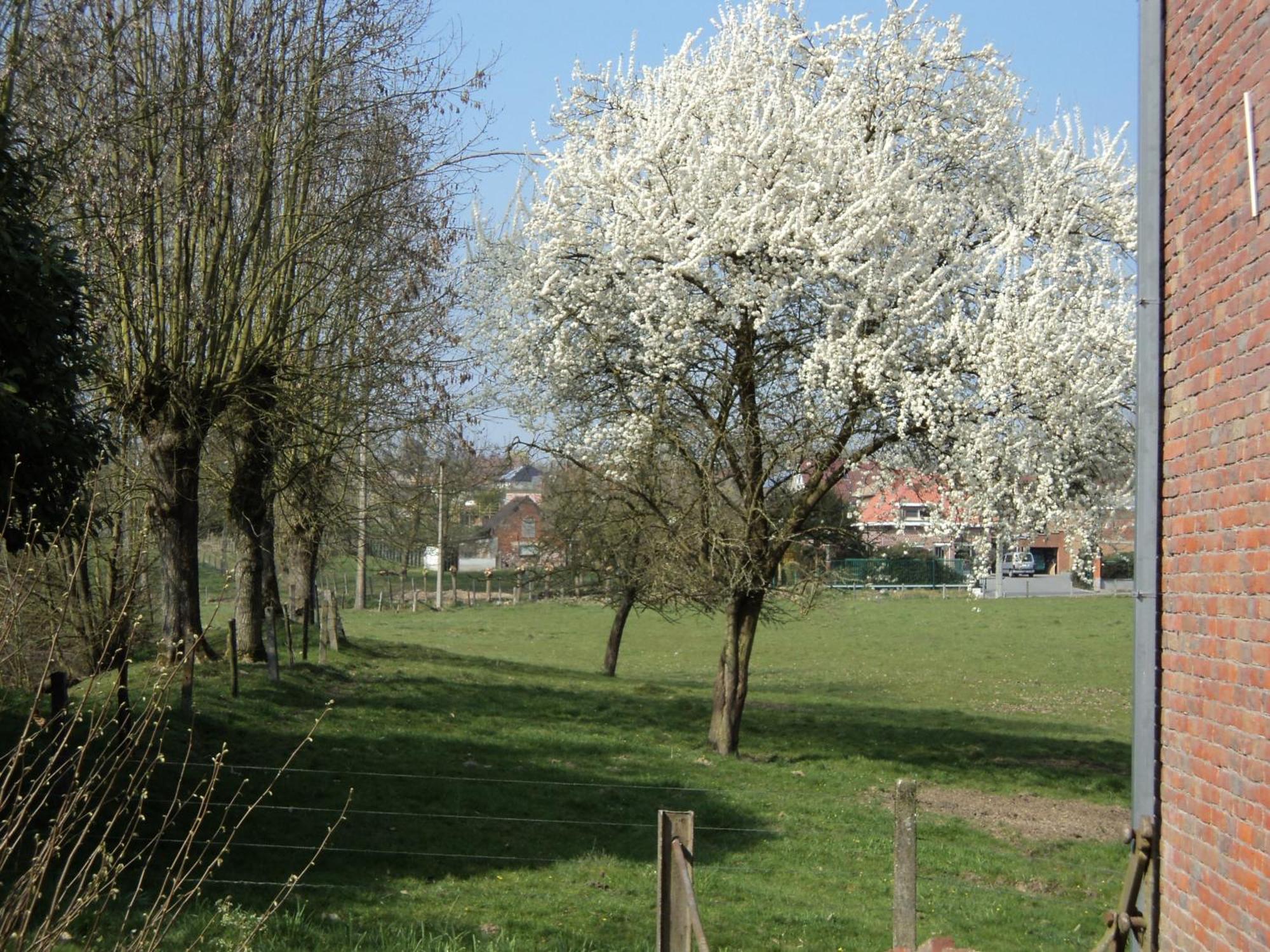 B&B Molen Ter Walle Geraardsbergen Exteriér fotografie